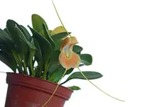 Masdevallia prodigiosa