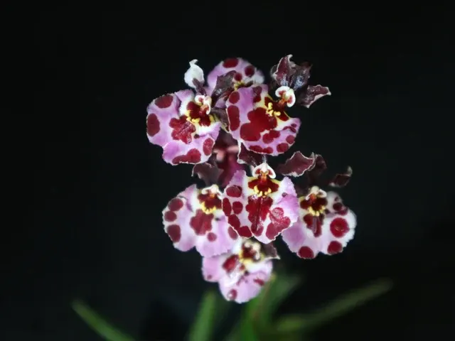 Tolumnia Jairak Flyer 'Tufferfish' (Tolumnia)
