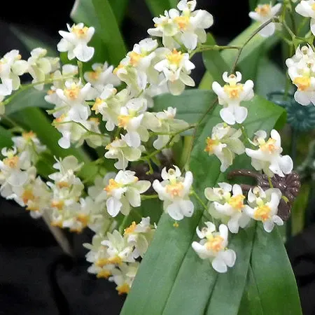 Oncidium Twinkle 'Fantasy' (Oncidium)