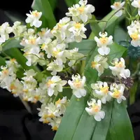 Onc. Twinkle 'Fantasy' — C (Near flowering - spike poss. in 6-18 mths)