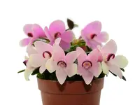 Dendrobium cuthbertsonii 'Martina'