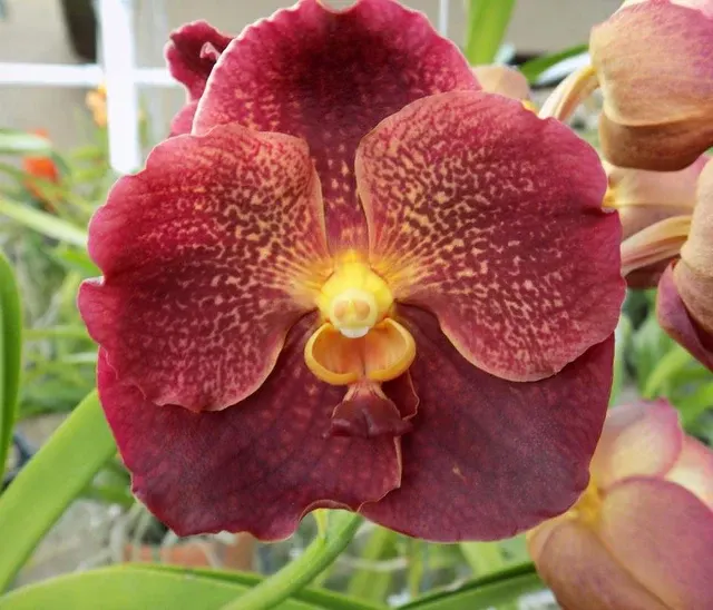 Vanda Duang Kaew X Vandachostylus Thailand Blue