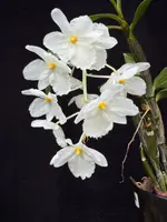 Dendrobium farmeri petaloid