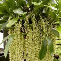 Coelogyne rochussenii (Ruffled Lip Coelogyne Orchid)