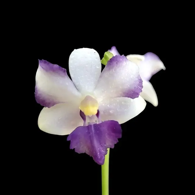Phalaenopsis pulcherrima var coerulea 'Splash'