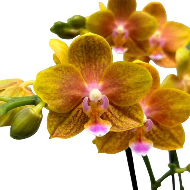 Phalaenopsis portocalie