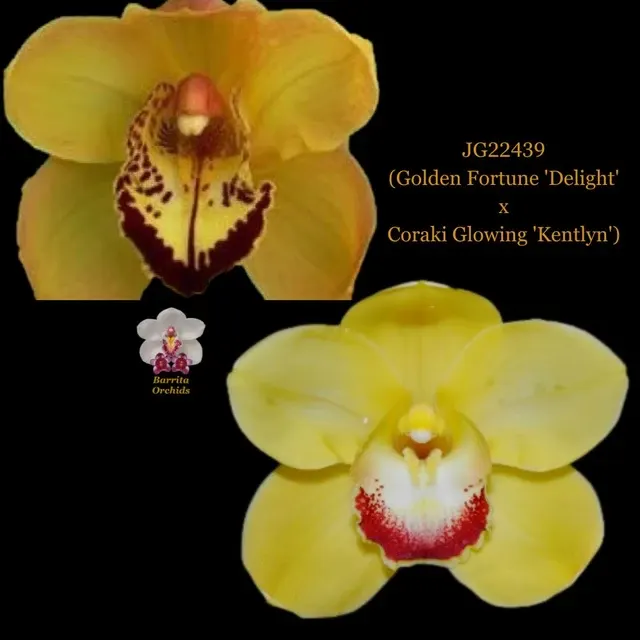 Cymbidium Golden Fortune 'Delight' x Coraki Glowing 'Kentlyn' (Cymbidium)