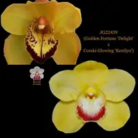 Cymbidium Seedling JG22439 (Golden Fortune 'Delight' x Coraki Glowing 'Kentlyn')