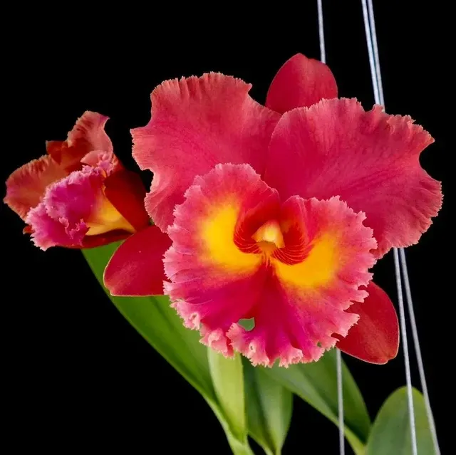 Rhyncholaeliocattleya Siam Red (Rhyncholaeliocattleya)