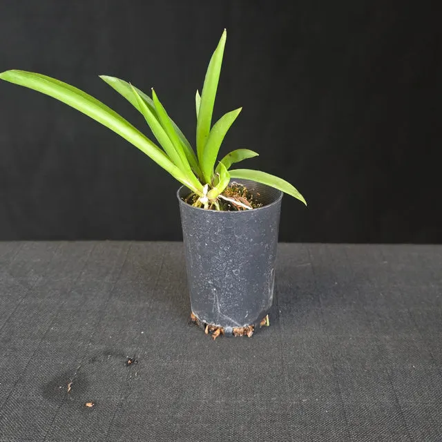 Tolumnia – Mixed Colour Mericlones