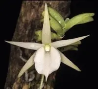 Angraecum bicallosum