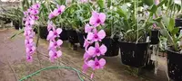 Dendrobium Orchid Plant in 2-3" Pot, Zechia Lynn Pink, Currently in Spike/Bloom, Tropical Houseplant