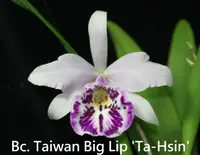 Bc. Taiwan Big Lip 'Ta-Hsin' (Bc. Tetradip x C. bicalhoi) (M461) (Hybrid) Bc.=Brassocattleya