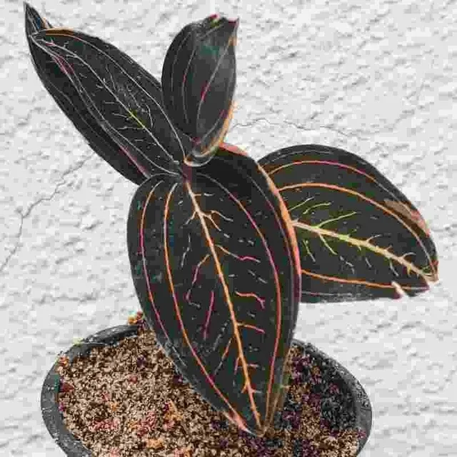 Ludisia discolor sp 'Variegated' (Ludisia)