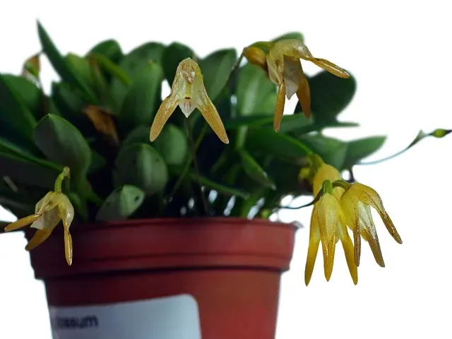 Porroglossum tripollex (Porroglossum)