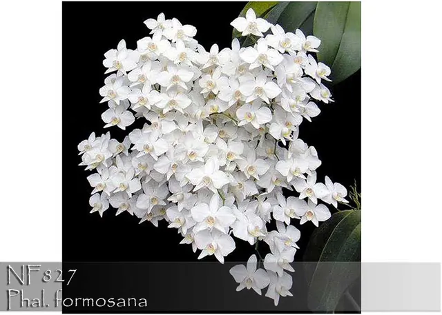 Phalaenopsis formosana 'Note : Special Native Taiwan Species Strain' (Phalaenopsis)