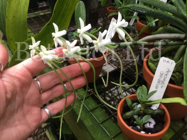 Aerangis coriacea (Aerangis)