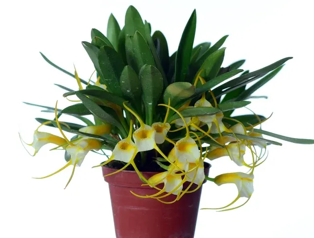 Masdevallia agaster (Masdevallia)