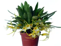 Masdevallia agaster