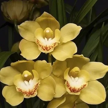 Cymbidium Levis Duke 'Butterball' (Cymbidium)