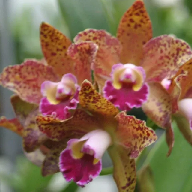 Brassolaeliocattleya Waianae Leopard 'Ching Hua' (Brassolaeliocattleya)