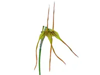 Masdevallia mezae