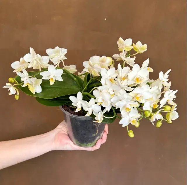 Phalaenopsis Cliffhanger SS