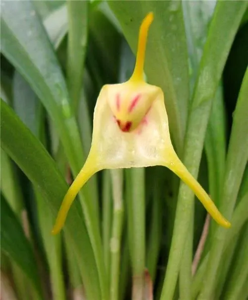 Masdevallia chasei (Masdevallia)