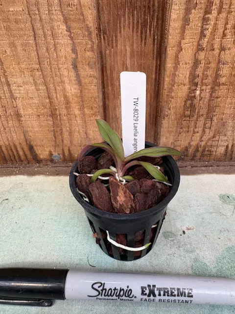 Laelia angereri (Laelia)