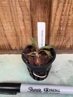 Laelia angereri