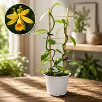 Vanilla planifolia - Orhideea de vanilie