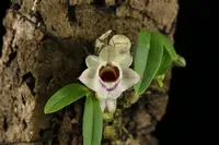 Dendrobium hekouense, BS