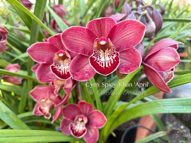 Cymbidium Spicy Khan 'April' (Cymbidium)