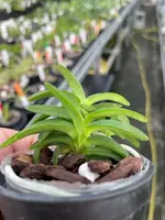 Neofinetia falcata ‘Suikaden’