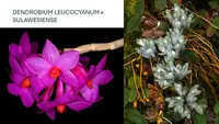 DENDROBIUM LEUCOCYANUM x SULAWESIENSE SMALL ORCHID POTTED