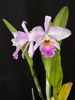 Cattleya Milo