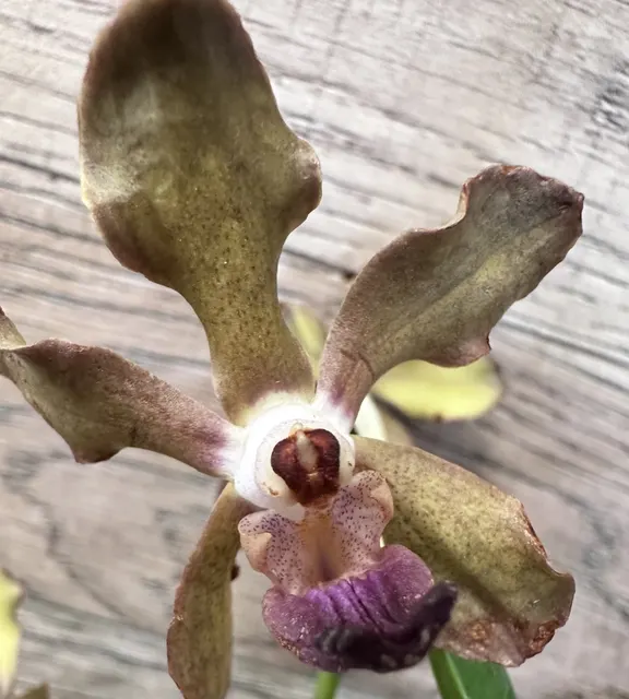 Vanda Mimi Palmer x tessellata (Vanda)