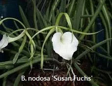 Brassocattleya Morning Glory (Brassocattleya)