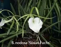 Bc. Morning Glory (B. nodosa 'Susan Fuches' x C. purpurata schusteriana 'C H' SM/TOGA) (C2281B) (Hybrid) Bc.=Brassocattleya / B.=Brassavola SS