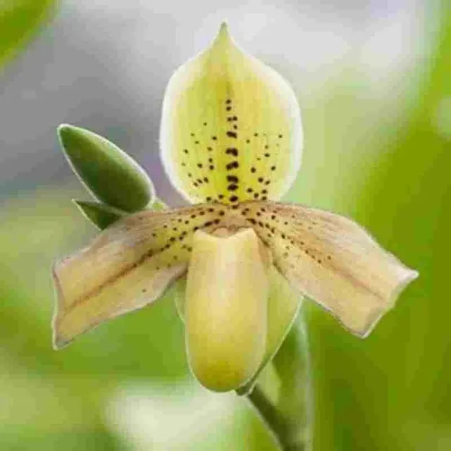 Paphiopedilum Exul X (Paphiopedilum)