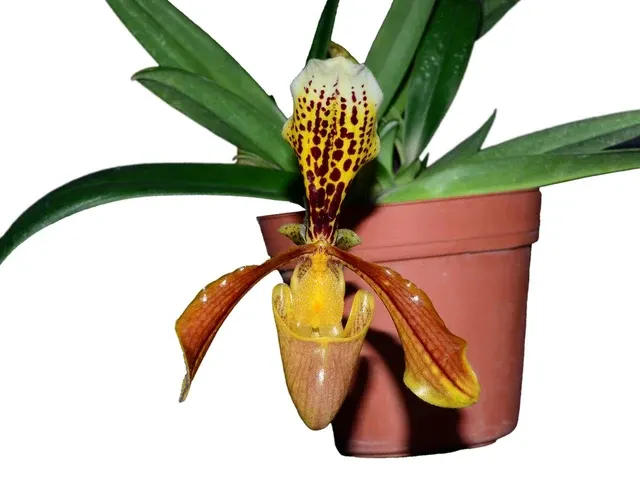 Paphiopedilum insigne (Paphiopedilum)