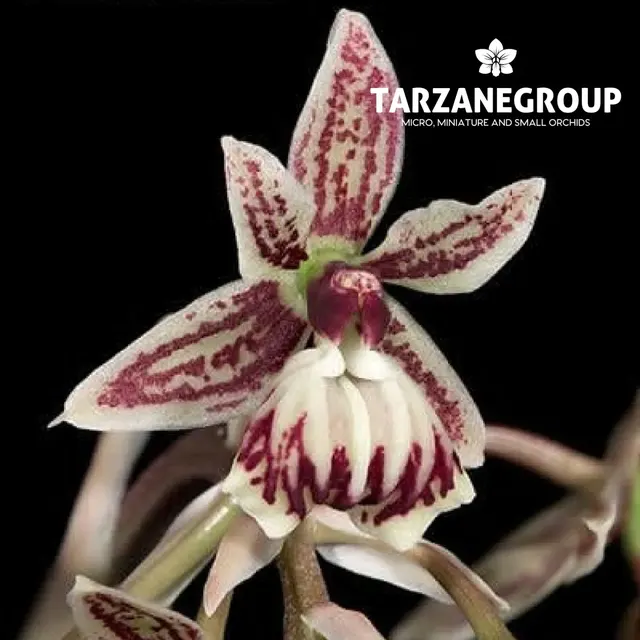 Epidendrum marmoratum (Epidendrum)