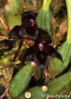 Maxillaria schunkeana