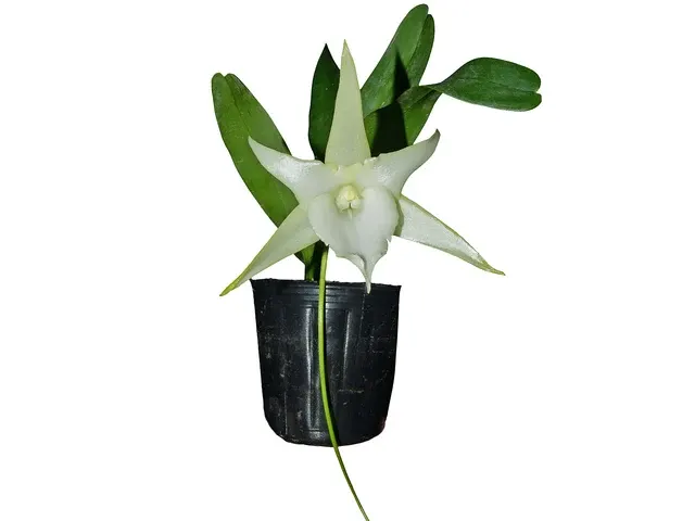 Angraecum Lai's Star (Angraecum)
