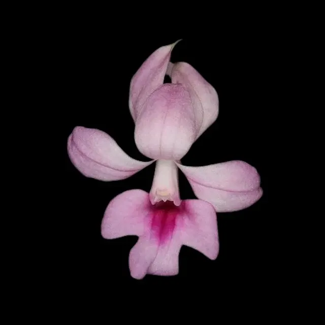 Calanthe rubens (Calanthe)