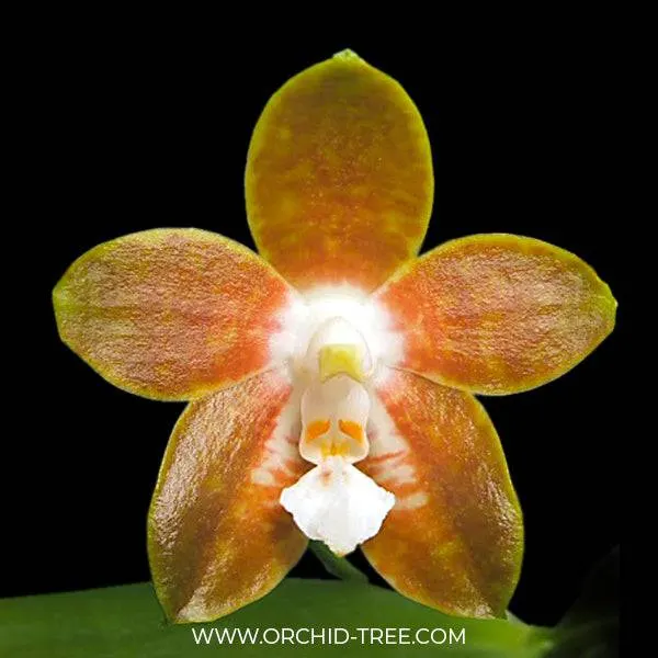Phalaenopsis venosa x venosa 'Bronze'