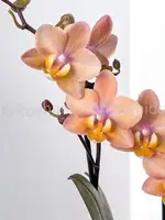 Phal. Scention