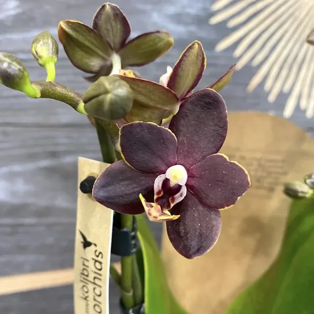 Phalaenopsis Chiada Stacy - Flori Parfumate 'Divine Chocolate'
