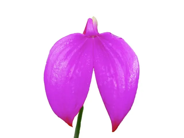Masdevallia coccinea 'Gigantea' (Masdevallia)