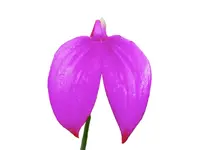 Masdevallia coccinea 'Gigantea'